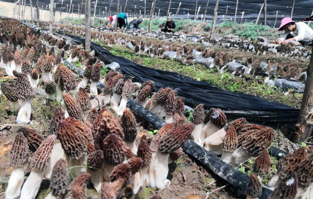 云南春信农业羊肚菌温室大棚种植技术要点