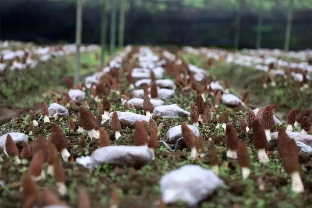 云南春信农业羊肚菌温室大棚种植技术要点