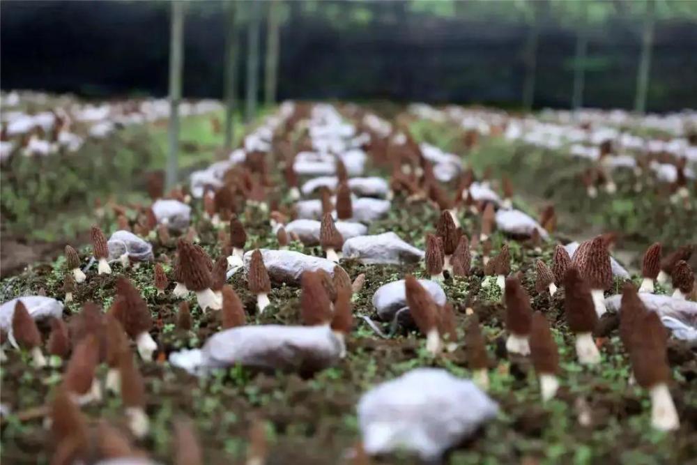 雲南春信農業羊肚菌溫室大棚種植技術要點