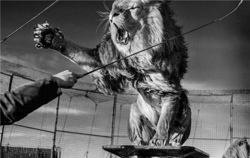 在非洲的肯尼亚和坦桑尼亚等地区存在着一种没有鬃毛的雄狮,称"查沃狮