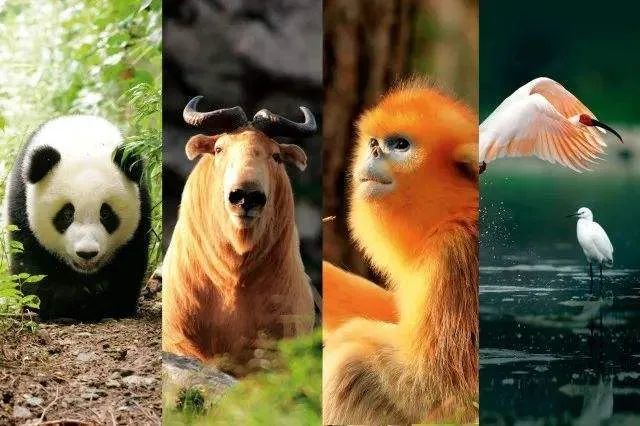 秦岭四宝科学公园今日开园打造世界知名全国闻名的科学公园名片