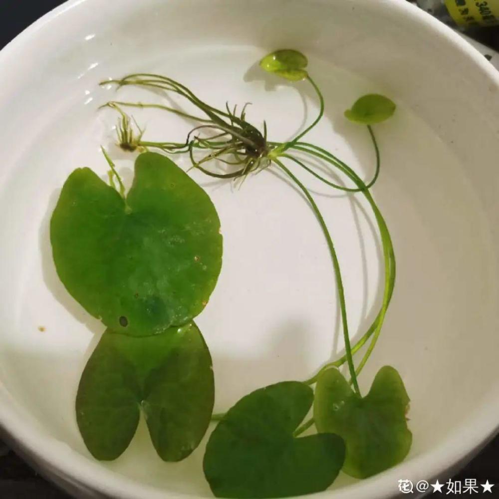 生根系后的一叶莲叶片,我们可以把它根系埋到泥土里,然后再往里加水