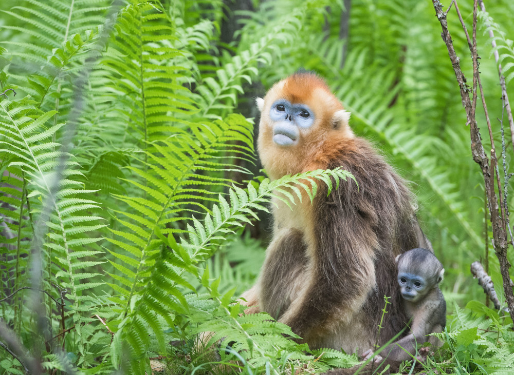 新华全媒老山深处有精灵挂树攀枝丛林间