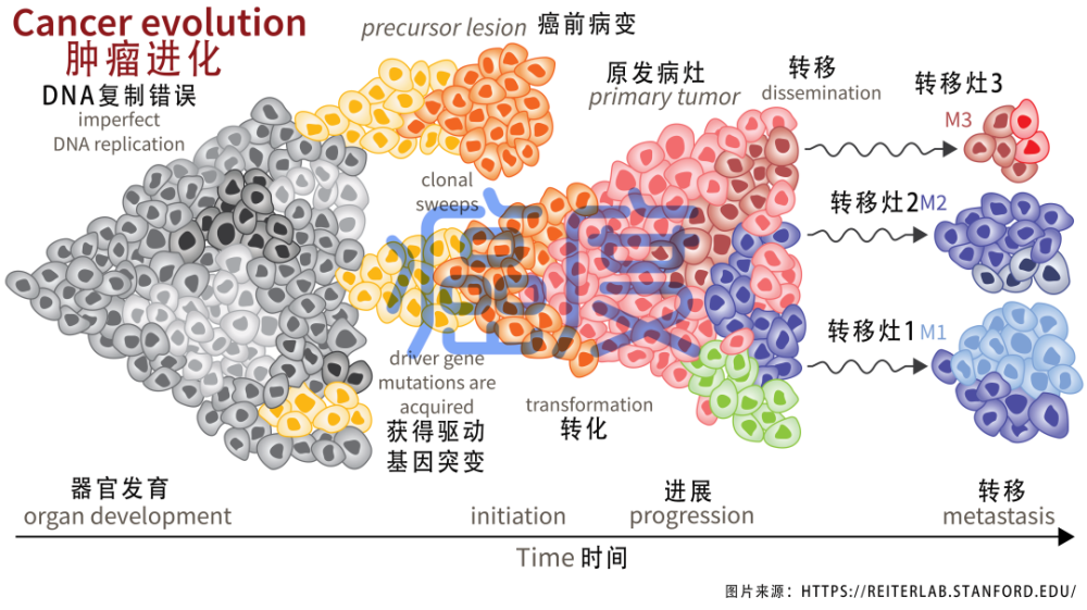 肿瘤免疫逃逸_免疫逃逸名词解释_免疫逃逸