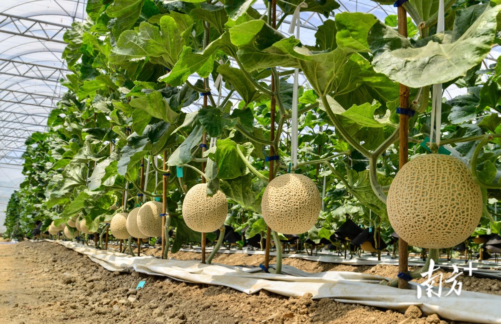 攻关卡脖子技术安家增城广州产阿鲁斯网纹瓜将上市