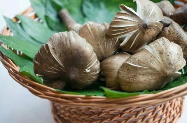 流口水仁寿斗鸡公上市啦