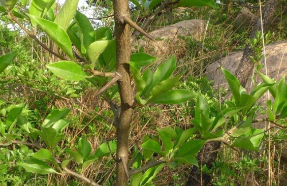 它和桑树是亲戚生长极为缓慢树芯却含有金丝俗称黄金木
