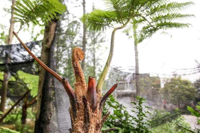 花博会里的活化石桫椤树恐龙也曾见过的树种魔都花语