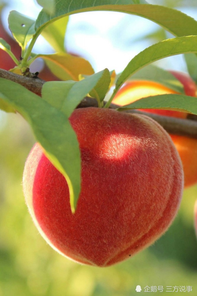 "桃养人,杏伤人,李子树下埋死人",氢氰酸才是罪魁祸首!