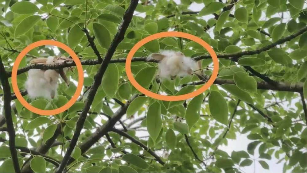美人树美丽异木棉棉絮漫天飞舞南宁网友建议别盲目扩大种植