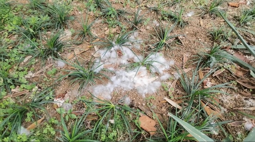 美人树美丽异木棉棉絮漫天飞舞南宁网友建议别盲目扩大种植