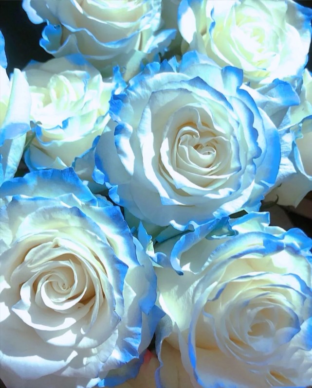 密西根碎冰蓝渐变玫瑰有个很美好的花语送给你的希望是星辰和大海