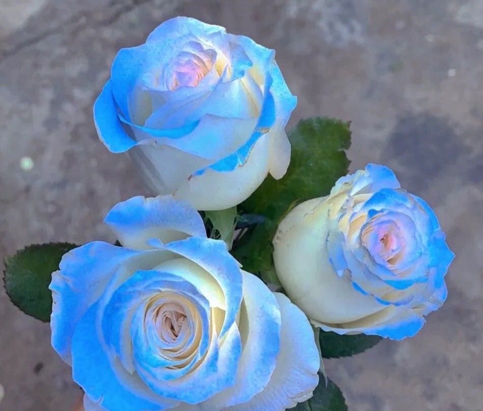 密西根碎冰蓝渐变玫瑰有个很美好的花语送给你的希望是星辰和大海