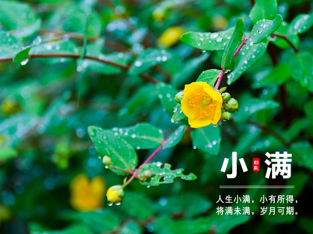 2021小满朋友圈文案10句很经典也很温柔