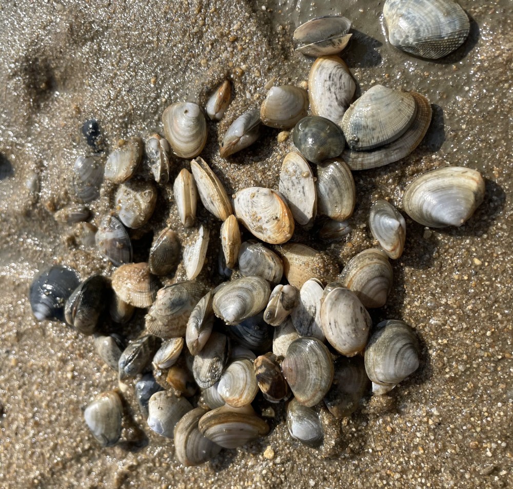 日照旅游必体验项目之赶海,本地人吐血整理的游玩秘籍带你玩