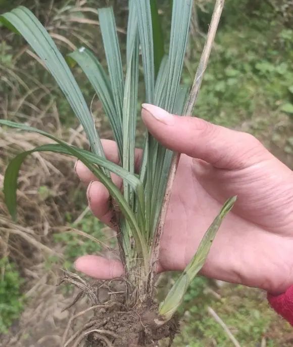兰草花图片野生(兰花草图片大全大图 植物图片)