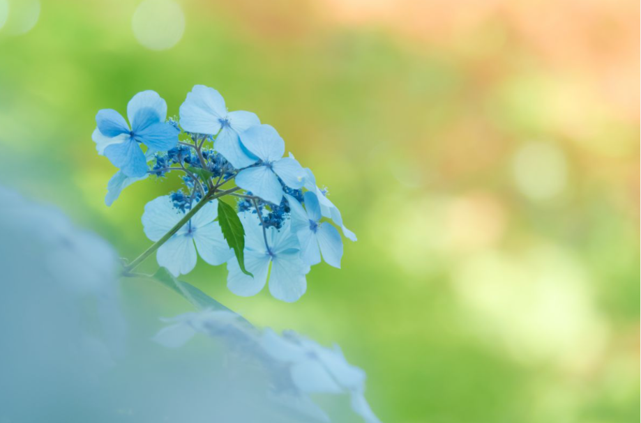 小李校长丨日语篇 一年四季的花 2 腾讯新闻