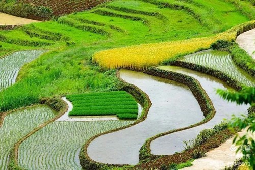 又到插秧时节汉中乡间秧田美成了一幅清爽的田园画