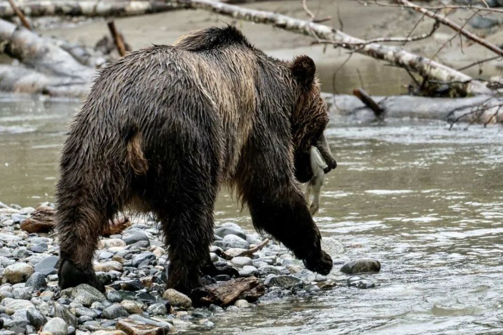 黑熊捕食三文鱼的画面,在城市里是一定看不到的,当然这也需要一些合适