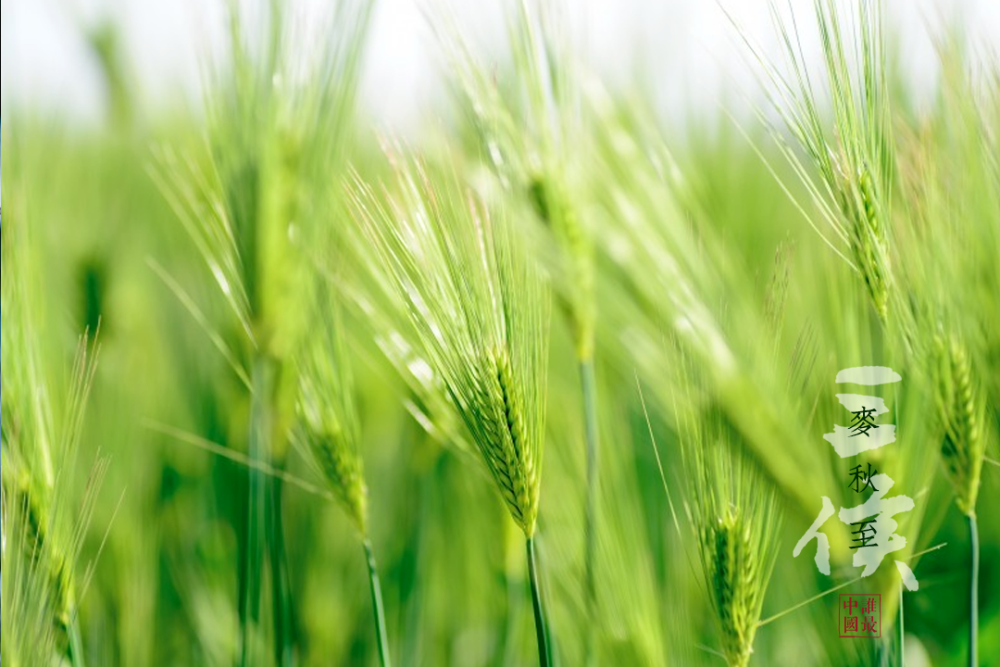 廿四节气|小满:万物小得而盈满_腾讯新闻