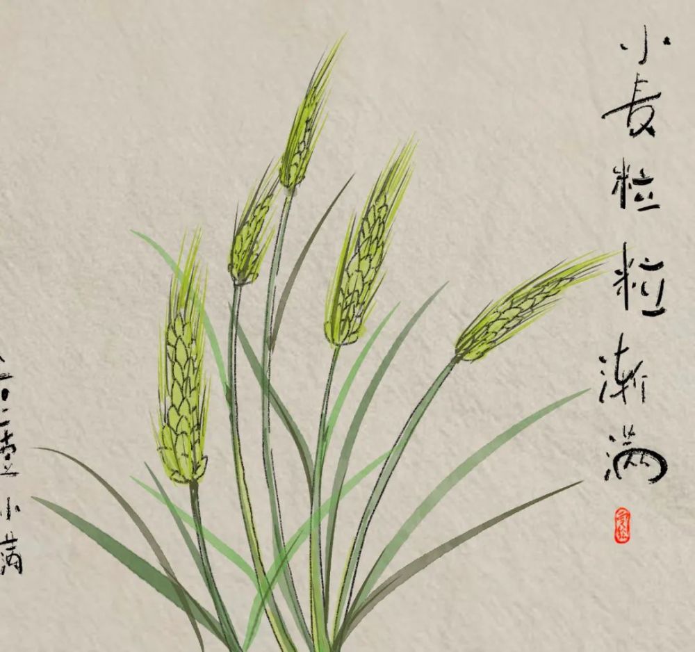 手绘丨今日小满欣欣然一切正好