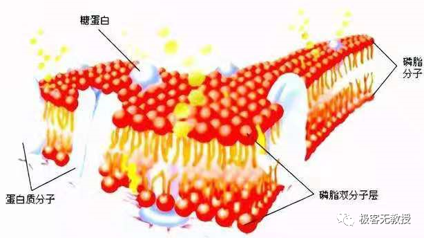 磷脂,甾醇和鞘脂是两亲性分子,是包括真菌细胞在内的生物膜的主要成分