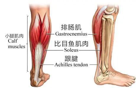 小腿后侧的肌肉主要是小腿三头肌,由浅面的腓肠肌内侧头,外侧头和深面