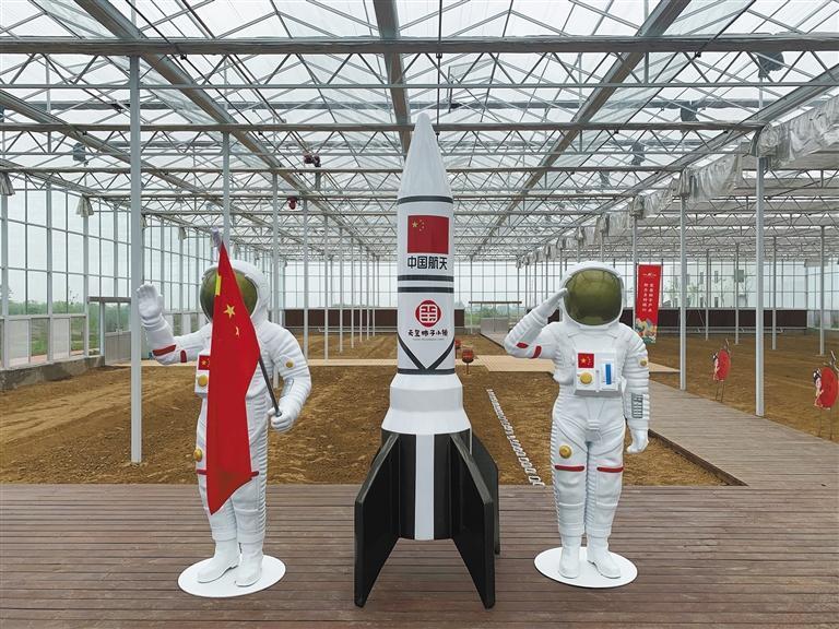 富平县天玺柿子小镇太空育种示范基地. 见习记者 马腾摄