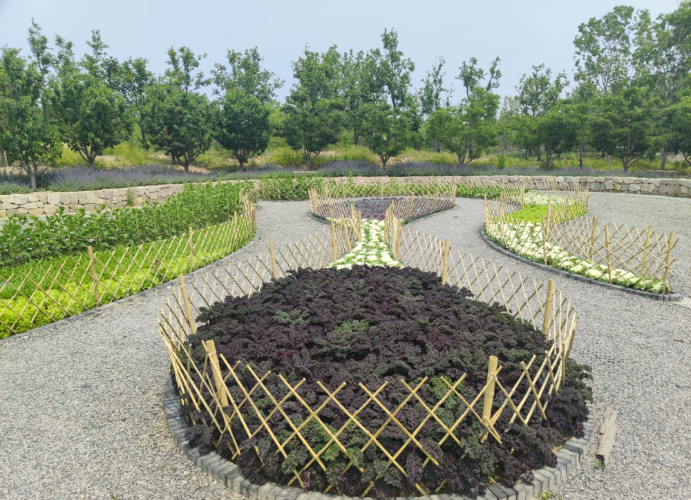 茼蒿花原来这么漂亮北京最大绿肺一块菜地成网红