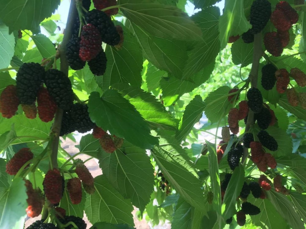 蛋白桑种子5月成熟了,什么价格?高蛋白饲草,能利用30年