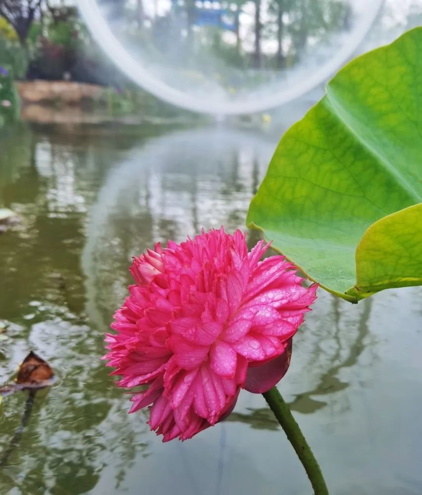 一朵荷花千片花瓣花博会镇池之宝来啦