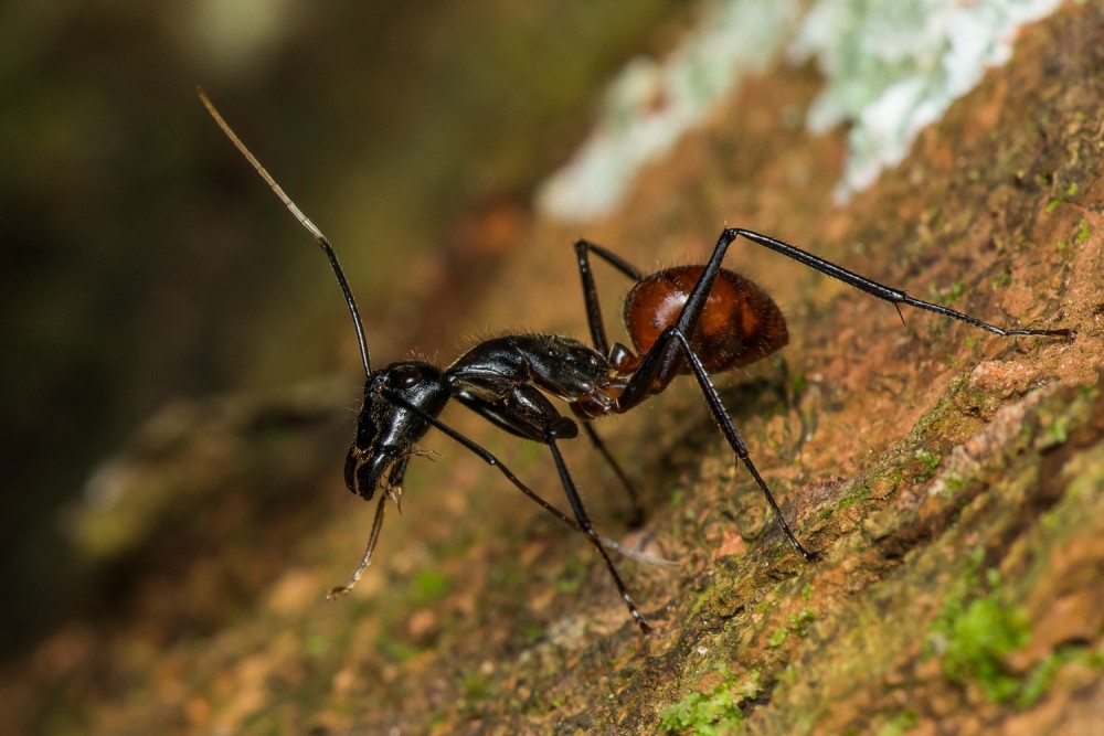 体长20厘米的巨型蚂蚁还能喷射毒液一次50只险些入侵我国
