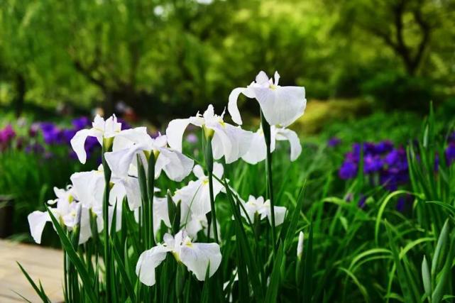 这个初夏 在无锡与花菖蒲来一场美丽的邂逅