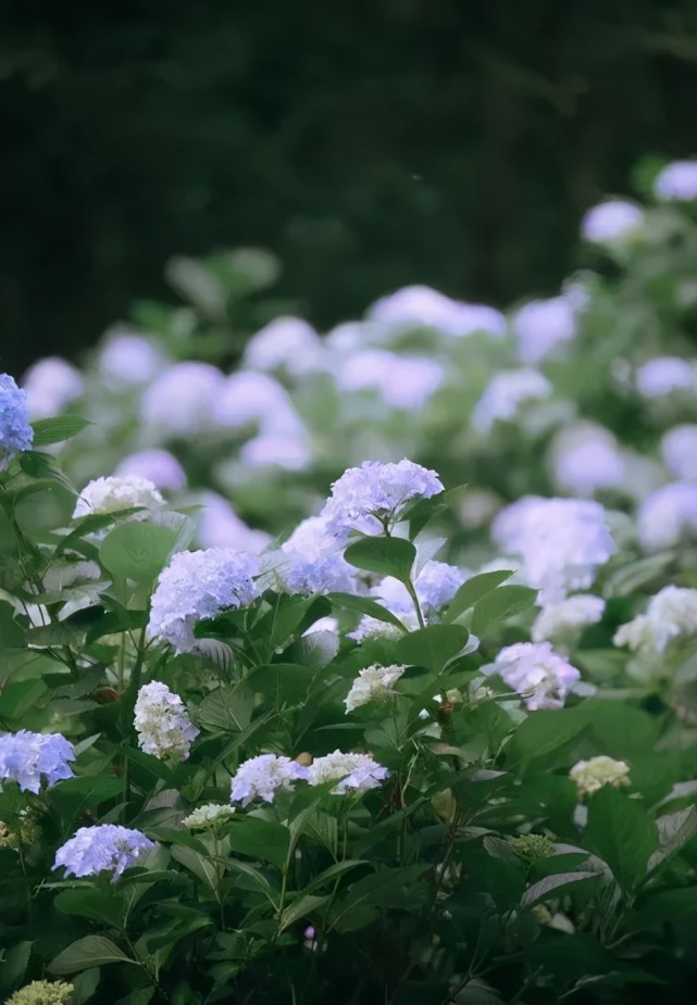 这个初夏 在无锡与花菖蒲来一场美丽的邂逅