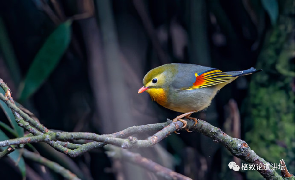 在野外捡到一只受伤的鸟 该怎么办 腾讯新闻
