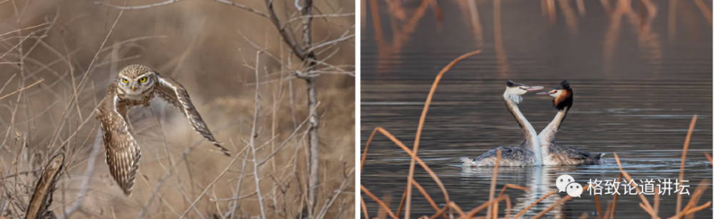 在野外捡到一只受伤的鸟 该怎么办 腾讯新闻