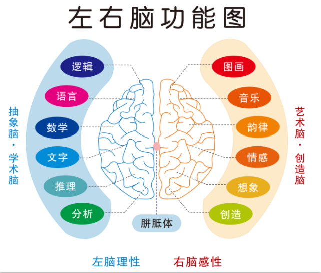 大腦皮質的不同區域具有功能特異性,分別具有不同的功能,如感覺,運動