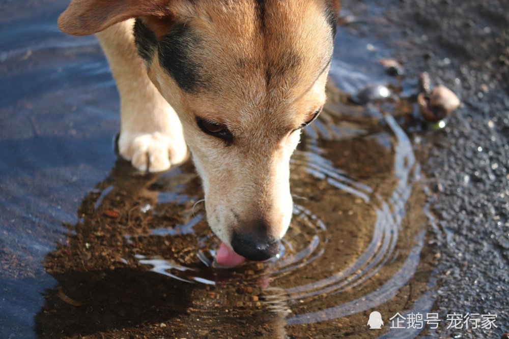 炎炎夏日狗狗易脱水 狗会热得更快 水也需要喝得更多 腾讯新闻