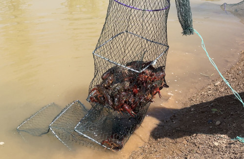 开捕啦商洛市第三届小龙虾捕捞节开幕快来一睹为快