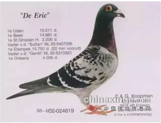 致敬伟大的凡龙鸽系这可能是关于凡龙最齐全的资料