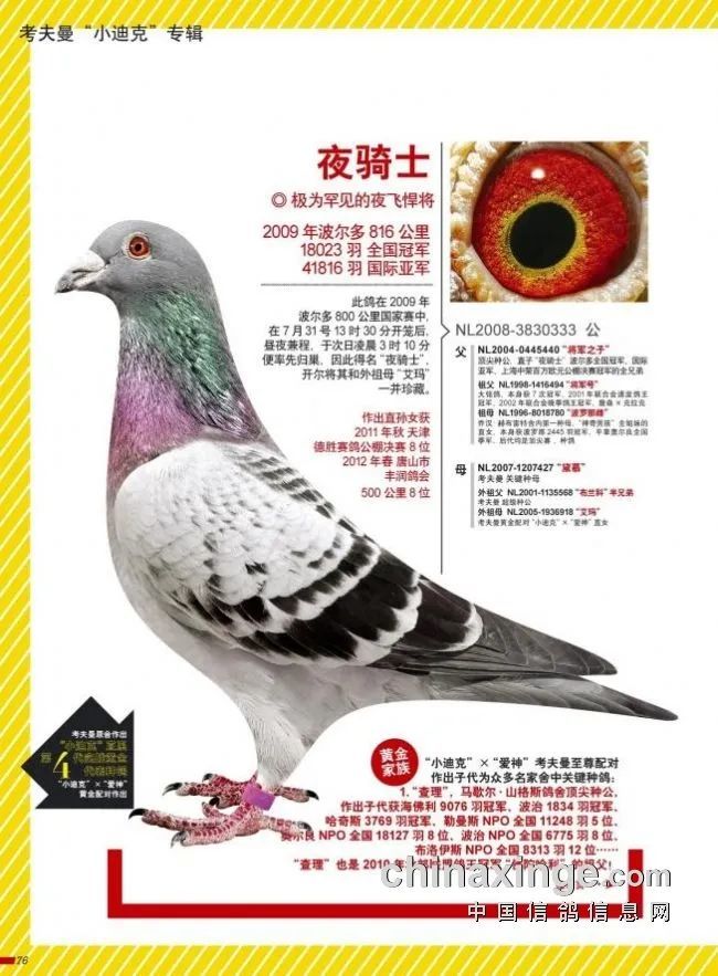 致敬伟大的凡龙鸽系:这可能是关于凡龙最齐全的资料!