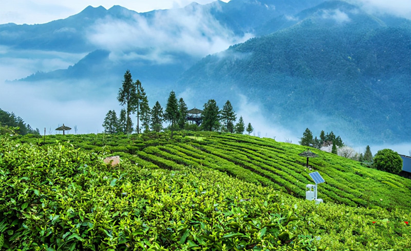 网红大咖齐聚渠江源 助力推广新化红茶