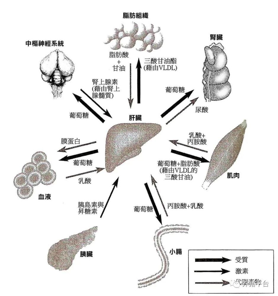 為什麼母豬要保肝護肝簡述豬肝臟的生理功能與作用