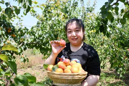 汝阳小店镇:胭脂红杏成熟