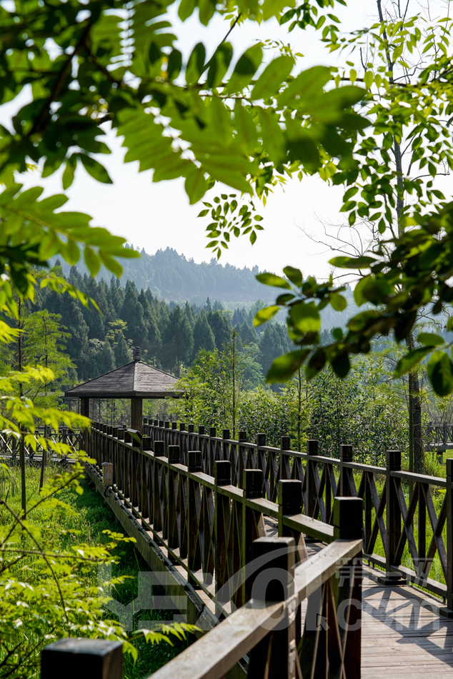 营山清水湖湿地公园这片紫色花海等你来撩