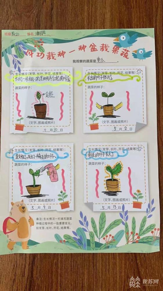 芹菜番茄青椒看看小学生们的盆栽果蔬