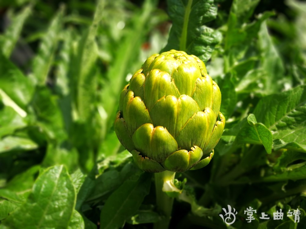 蔬菜之皇朝鲜蓟在陆良从种到吃都有一套