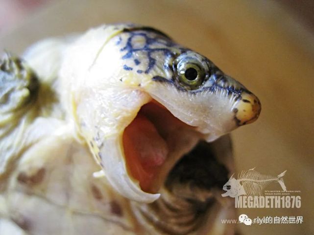 室内龟屋系列萨尔文巨蛋龟这样喂食有助于它们快速成长