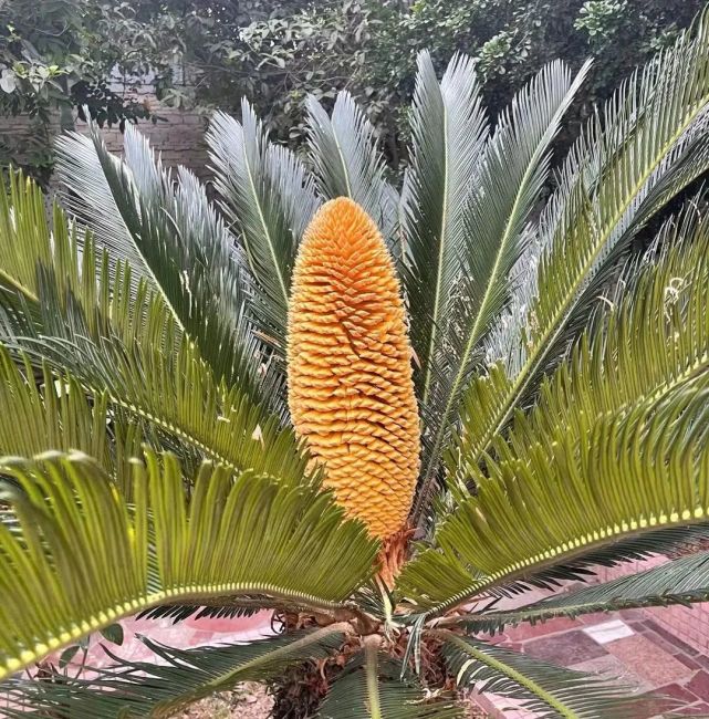 罕见雌雄铁树同时开花