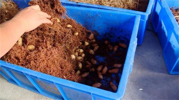 去年一斤50元很多人跟风养殖如今遭遇禁养农户本钱打水漂